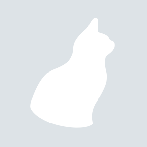 Американская бурманская порода кошек фото